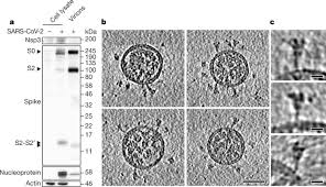 Almost every culinary preparation requires a fond. Structures And Distributions Of Sars Cov 2 Spike Proteins On Intact Virions Nature