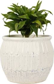 16 perfect pots for indoor plants under 50 southern living. Brightshop Ceramic Planter Pot Big Bowl Planter Handmade White Matte Vase Indoor Planters Flower Pots Gamla For Indoor Outdoor Succulent Pot Ceramic Vase Price In India Buy Brightshop Ceramic Planter Pot Big Bowl Planter Handmade