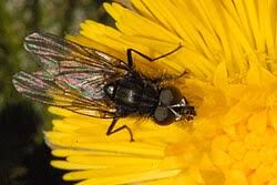 Image result for Isoglossa ciliata