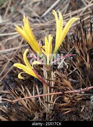 Image result for Cyrtanthus breviflorus