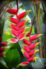 Hanging Heliconia Flower Name Best Flower Wallpaper