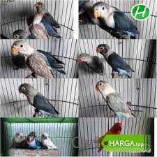 Kamu bisa menemukan penjual lovebird violet dari seluruh indonesia yang terdekat dari lokasi & wilayah kamu. Informasi Harga Lovebird Pasio Agustus 2021