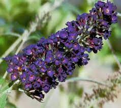 Hummingbird Remedies Flower Essences B Flower Essences Landscape Plans Flower Remedy