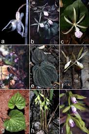 Image result for Epipogium roseum