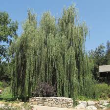 Delete everything in parentheses and replace with the requested information. What Is Another Name For A Weeping Willow