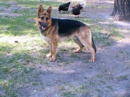 Our available puppies come see our german shepherd available puppies. German Shepherd Puppies On The Way For Sale In Pueblo Colorado Classified Americanlisted Com