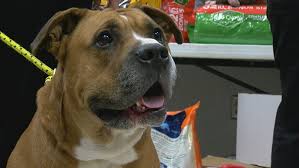 Rochester pets who need a home: Rochester Residents In Need Get Helping Hand In Caring For Pets Wham