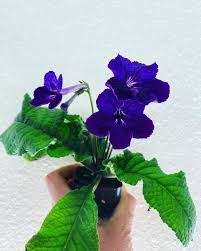 Image result for Streptocarpus erubescens