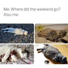 Featured pop cat memes see all. Page 2 Free And Customizable Meme Templates Canva