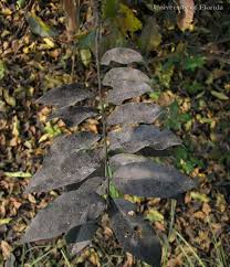 View other commonly requested plants on our wiki! Crape Myrtle Diseases Insect Pests Home Garden Information Center