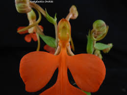 Image result for Habenaria humilior