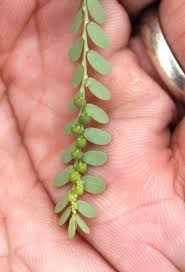 Image result for Phyllanthus tener
