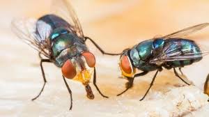 Was Gegen Fliegen Im Haus Hilft Hausmittel Gegen Fliegen Eine Fliegenfalle Bauen Fliegen Mit Pflanzen Hausmittel Gegen Fliegen Fliegen Im Haus Fliegenfalle