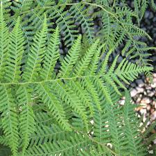 Image result for Allophylus tanzaniensis