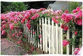Roses And A Picket Fence Poster By Marjorie Wallace Rose Fence Cottage Garden Roses Rose Garden Design