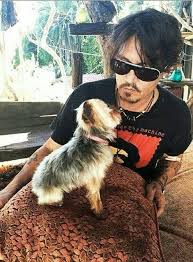 Pin By Busra On Johnny Depp Johnny Depp Yorkie Johnny Depp And Amber