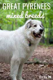 The lab and pyrenees mix, also known as the pyrador, is an intelligent and loyal crossbreed. 14 Great Pyrenees Mixed Breeds Massive Majestic Mixes Great Pyrenees Pyrenees Puppies Great Pyrenees Dog