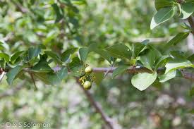 Image result for Dovyalis lucida
