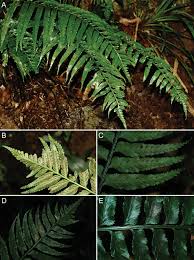 Image result for Aspleniaceae