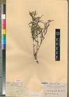 Image result for Dicoma anomala