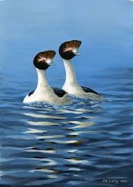 Original David Sibley Artwork For Birders Exchange Sibley Original Paintings Scientific Illustration