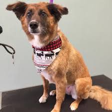 We did not find results for: Lovely Paws Pet Grooming Salon Added A Lovely Paws Pet Grooming Salon Facebook