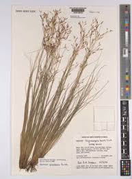 Image result for Pycreus melas