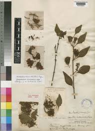 Image result for Oliverella rubroviridis