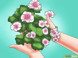 The home depot, inc on vastuussa tästä sivusta. How To Grow Geraniums 12 Steps With Pictures Wikihow