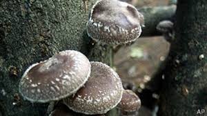 Las especies que más se consumen son del género 'psilocybe', unos hongos que deben sus efectos a dos alcaloides: Los Hongos Crean Su Propio Clima A Su Alrededor Bbc News Mundo
