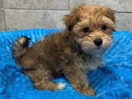 Country acres puppies is located in fairbury, il. Morkie Puppies Houston Tx Petland Katy