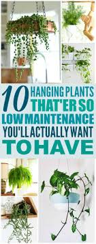 10 Hard To Kill Hanging Plants That Ll Make Your Home Look Amazing Hanging Plants Diy Hanging Plants Plants