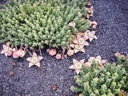 Image result for Stapelia