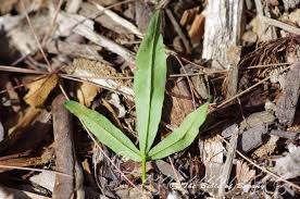 Image result for Lipocarpha nana