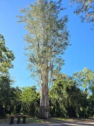 Image result for Eucalyptus tereticornis