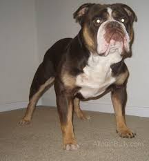 The olde english bulldogge is a muscular, medium sized dog of great strength, stability and athleticism. Allot Of Bully Mocha Lor Allot Of Bullyallot Of Bully