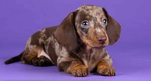 Sometimes in reds, the dappling is darker. Dapple Dachshund Not Just A Pretty Coat Color