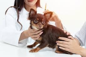 When should puppies get their first shots? Dhpp Vaccine For Dogs Great Pet Care