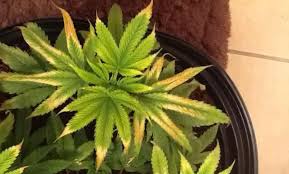 An overview of how grow lights for plants work, various colors and production, including a complete assessment on how to choose lights for indoor growth. How Far Should Led Grow Lights Be From Plants Greenbudguru