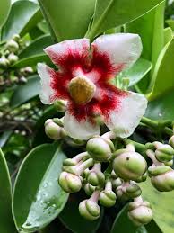 Image result for Clusiaceae