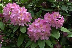 Rhododendron Catawbiense Rhododendron Plants Flowers