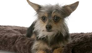 Not all chorkies will inherit equal traits from each of their parents. Shorkie Mixed With Chihuahua Novocom Top