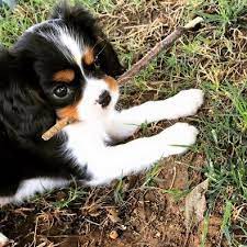 Akc Cavalier King Charles Spaniel Puppies For Sale King Charles Cavalier Spaniel Puppy King Charles Dog King Charles Puppy