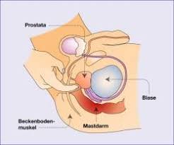 This asmr doctor prostate massage video for men role play with medical prostate examination with prostate check up! Interne Prostata Massage Ellviva