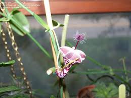 Image result for Ceropegia haygarthii