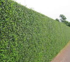 Wet your gardening chops or ask for assistance at your local horticulture shop and plant some of these superb trees to get that privacy for which you've been searching. Good Trees For Privacy Screen Interesting Ideas For Home
