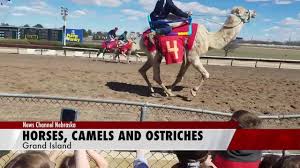 massive crowd fills fonner park to see camels and ostriches race