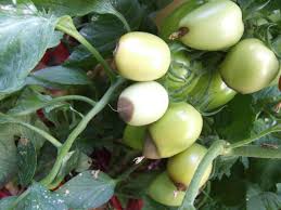 Blossom end rot affects the fruit of squash, melon, and tomato plants. How To Stop Tomato Blossom End Rot Hgtv
