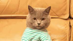 Animated Gif Find Share On Giphy Funny Gif Cat Typing Gif Best Funny Pictures