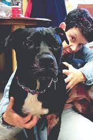 Build an ark, tripadvisor's #1 thing to do in ellijay, is an animal rescue and hospice with residents including sheep, goats tallapoosa, ga1 contribution. Homeward Bound Sale To Offer Discount Spay Neuter Heartworm Prevention Certificates Times Courier Ellijay Georgia